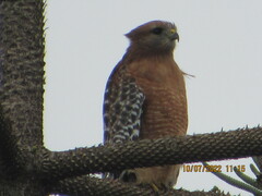 Buteo lineatus elegans
