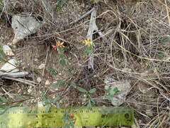 Galphimia angustifolia