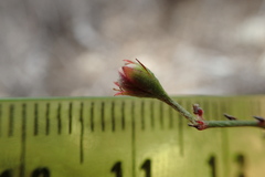 Galphimia angustifolia