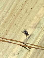 Musca domestica