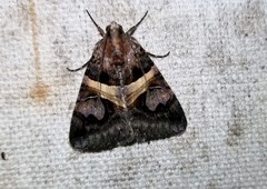 Drasteria grandirena