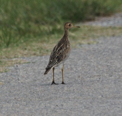 Bartramia longicauda