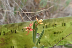 Galphimia angustifolia
