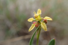 Galphimia angustifolia