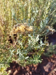 Helichrysum kraussii