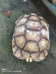 Centrochelys sulcata