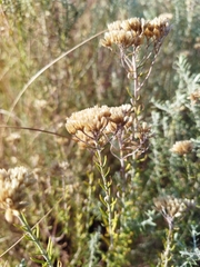 Helichrysum kraussii