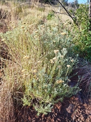 Helichrysum kraussii