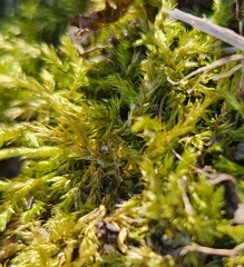 Amblystegium serpens