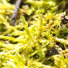 Amblystegium serpens