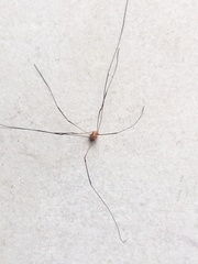 Sclerosomatidae