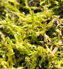 Amblystegium serpens