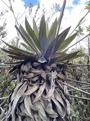 Espeletia