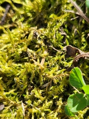 Amblystegium serpens