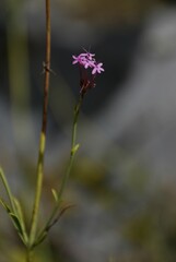 Centranthus lecoqii