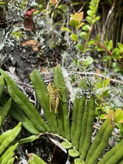 Agesander ruficornis
