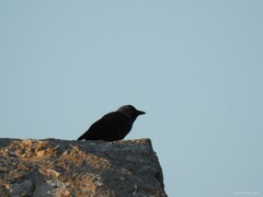 Corvus monedula