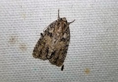 Acronicta ovata