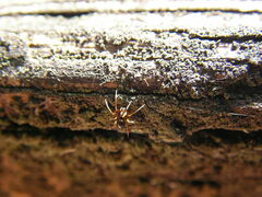 Entelecara acuminata