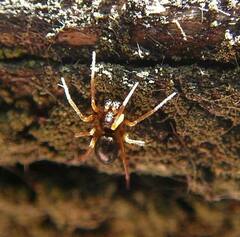 Entelecara acuminata