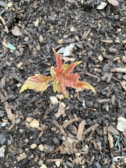 Filipendula rubra