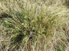 Poa bonariensis