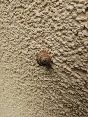 Xeroplexa intersecta