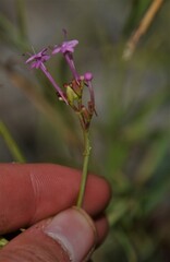 Centranthus lecoqii