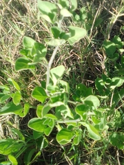 Salpichroa origanifolia