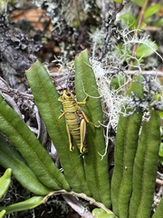 Agesander ruficornis