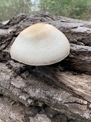 Volvariella