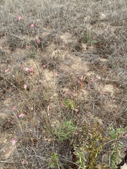 Oenothera suffrutescens