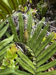 Agesander ruficornis