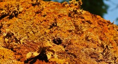 Ramalina fraxinea