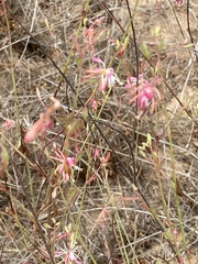 Oenothera suffrutescens