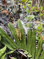 Agesander ruficornis