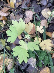 Ribes oxyacanthoides