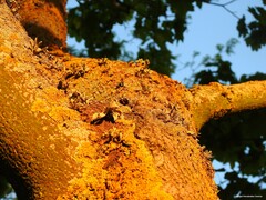 Ramalina fraxinea