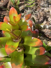 Guzmania gloriosa