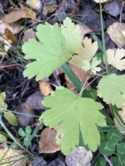 Ribes oxyacanthoides
