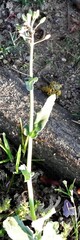 Brassica napus
