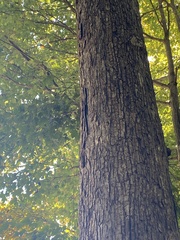 Quercus alba