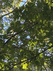 Quercus alba