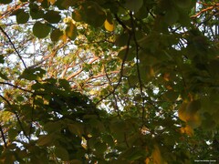 Robinia pseudoacacia