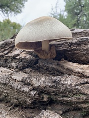 Volvariella