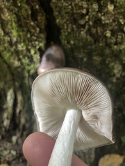 Pluteus