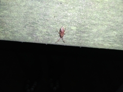 Pantilius tunicatus