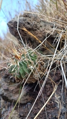 Echinofossulocactus crispatus