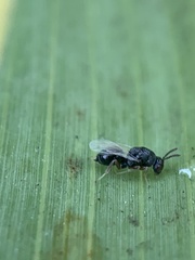Euplectrus