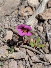 Diplacus